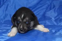 AKC VENA, a female Siberian Husky for sale in Monticello, WI – Photo 2 of 6