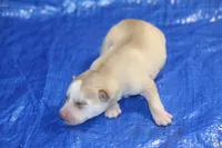 AKC AJ, a male Siberian Husky for sale in Monticello, WI – 2 of 7