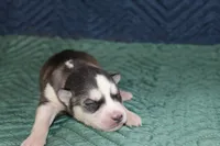 AKC SID, a male Siberian Husky for sale in Monticello, WI – 3 of 6