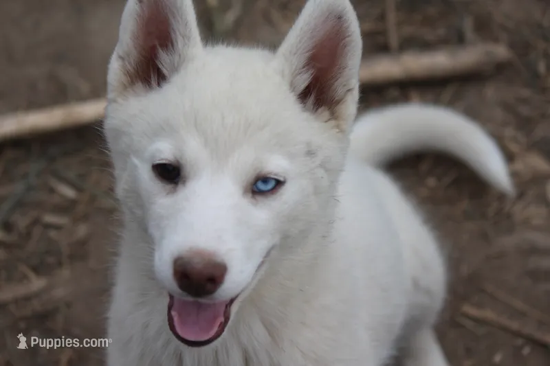 AKC RINA – Siberian Husky puppy for sale in Monticello, WI