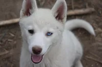 AKC RINA, a female Siberian Husky for sale in Monticello, WI – 1 of 10