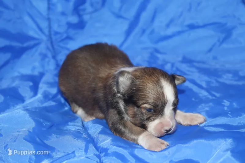 AKC REGGIE – Papillon puppy for sale in Monticello, WI