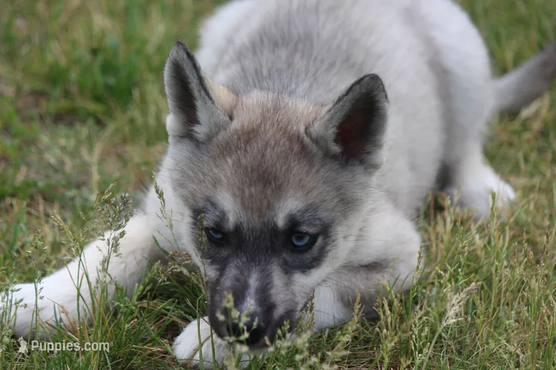 AKC VITA – Siberian Husky puppy for sale in Monticello, WI