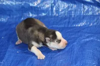 AKC ASTRA, a female Siberian Husky for sale in Monticello, WI – 3 of 7