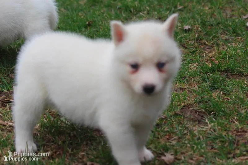 AKC RINA – Siberian Husky puppy for sale in Monticello, WI