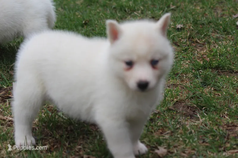 AKC RINA – Siberian Husky puppy for sale in Monticello, WI