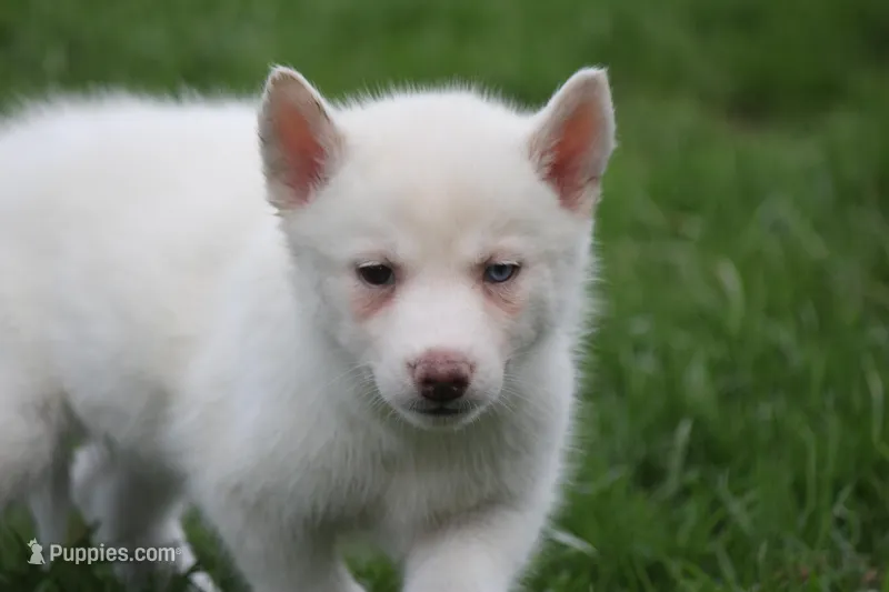 AKC RINA – Siberian Husky puppy for sale in Monticello, WI