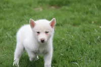 AKC RINA, a female Siberian Husky for sale in Monticello, WI – Photo 2 of 6