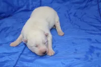 AKC RINA, a female Siberian Husky for sale in Monticello, WI – Photo 2 of 4