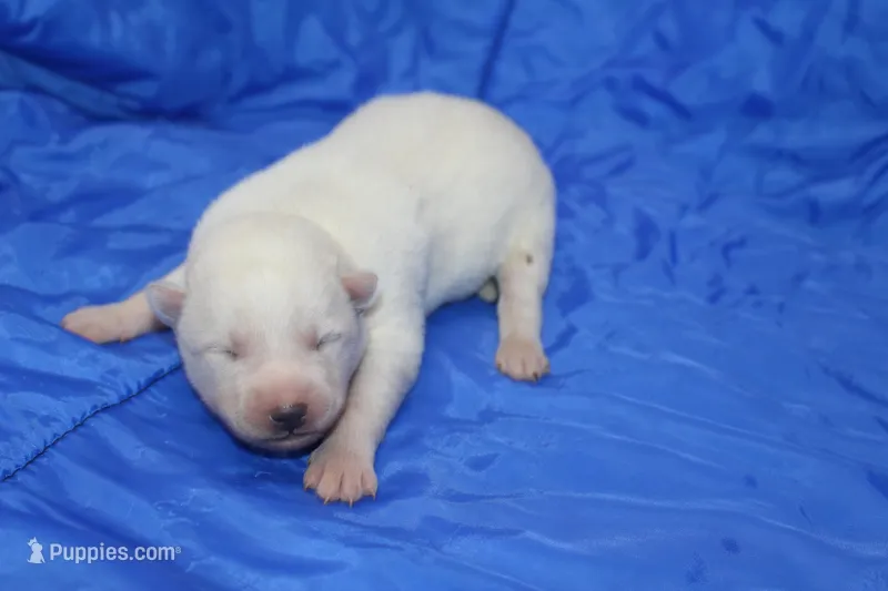 AKC RINA – Siberian Husky puppy for sale in Monticello, WI