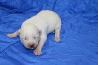 AKC RINA, a female Siberian Husky for sale in Monticello, WI – Photo 1 of 4