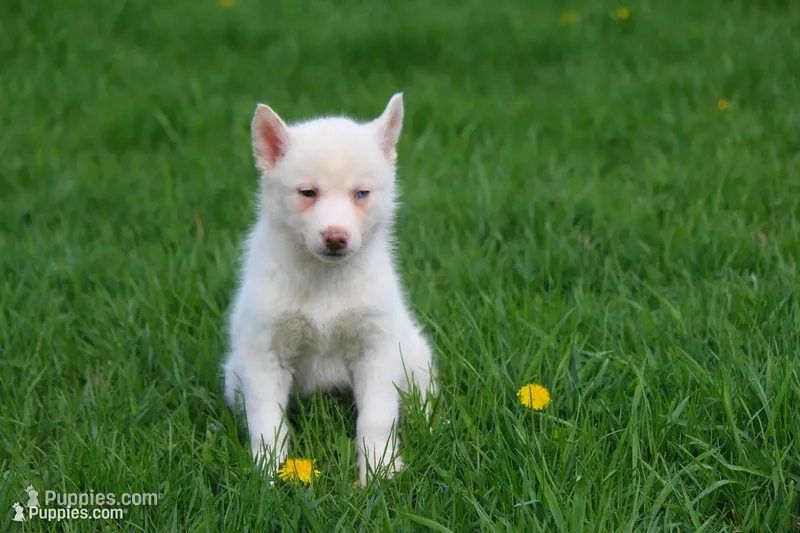 AKC RINA – Siberian Husky puppy for sale in Monticello, WI