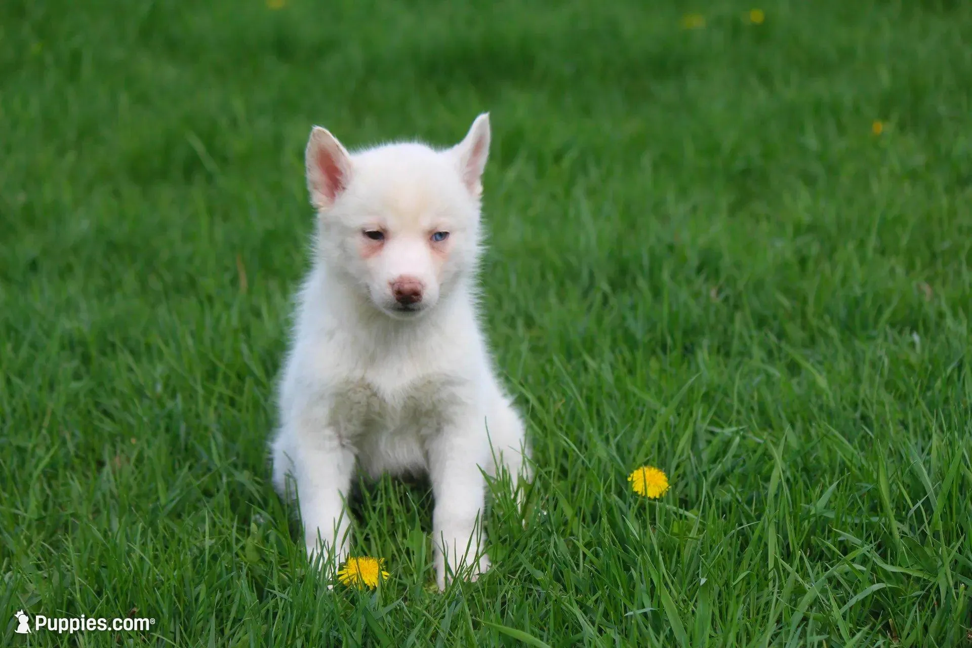 AKC RINA, a female Siberian Husky for sale in Monticello, WI – Photo 1 of 6