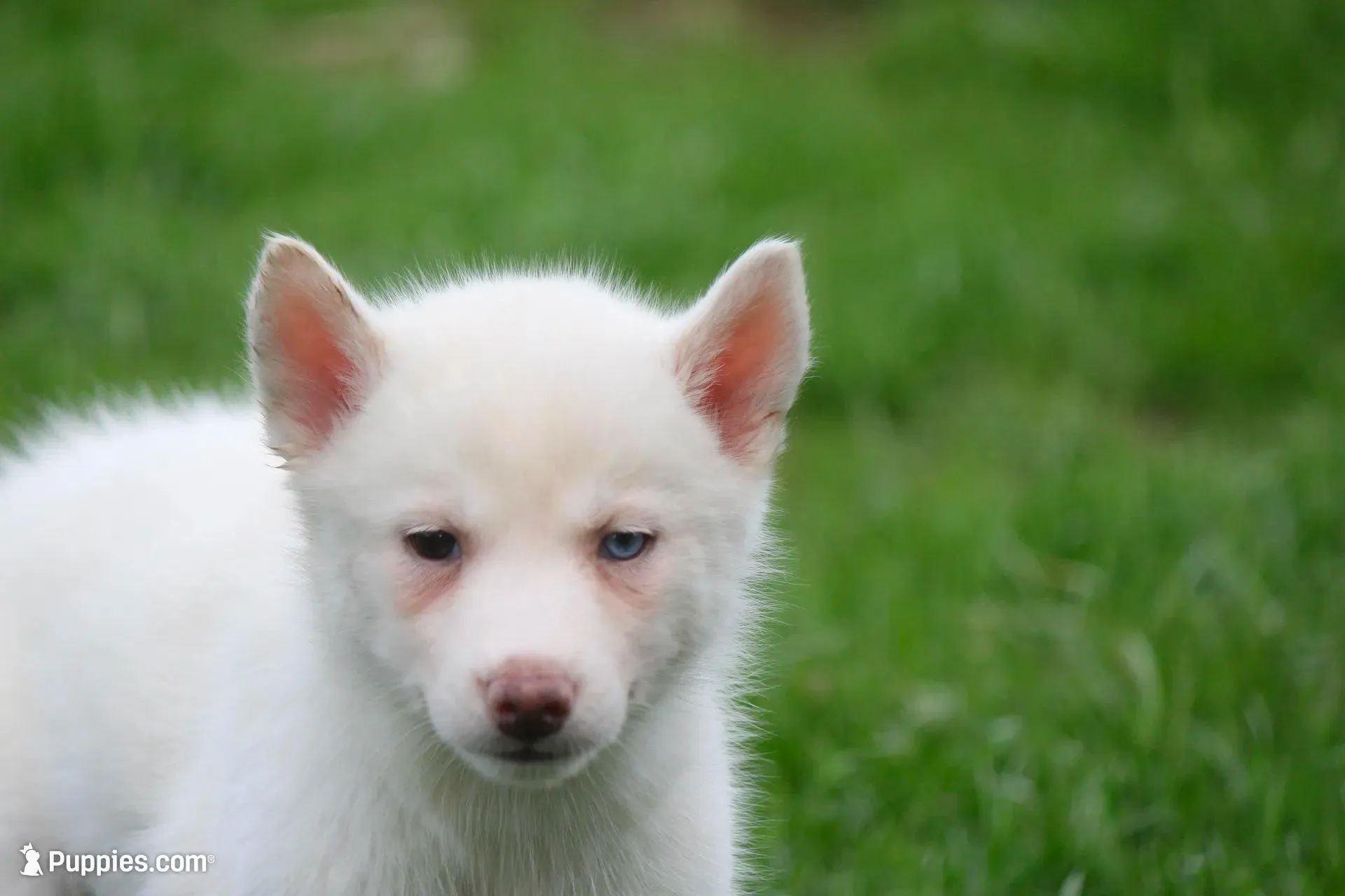 AKC RINA, a female Siberian Husky for sale in Monticello, WI – Photo 4 of 6