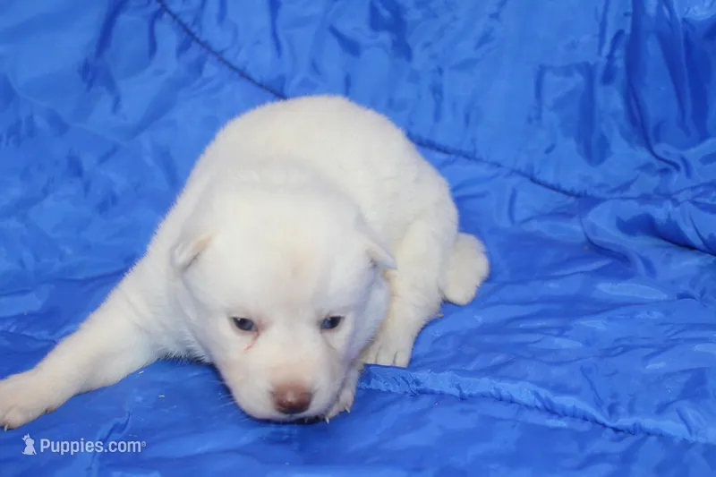 AKC RINA – Siberian Husky puppy for sale in Monticello, WI