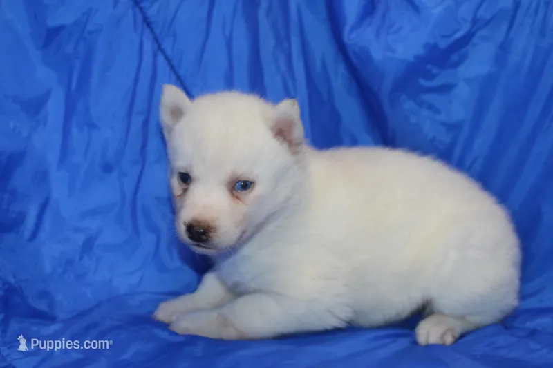 AKC RINA – Siberian Husky puppy for sale in Monticello, WI