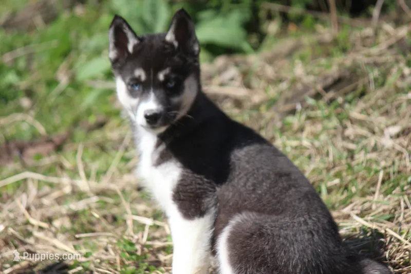 AKC VELDA – Siberian Husky puppy for sale in Monticello, WI