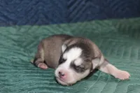 AKC SPIKE, a male Siberian Husky for sale in Monticello, WI – 4 of 6
