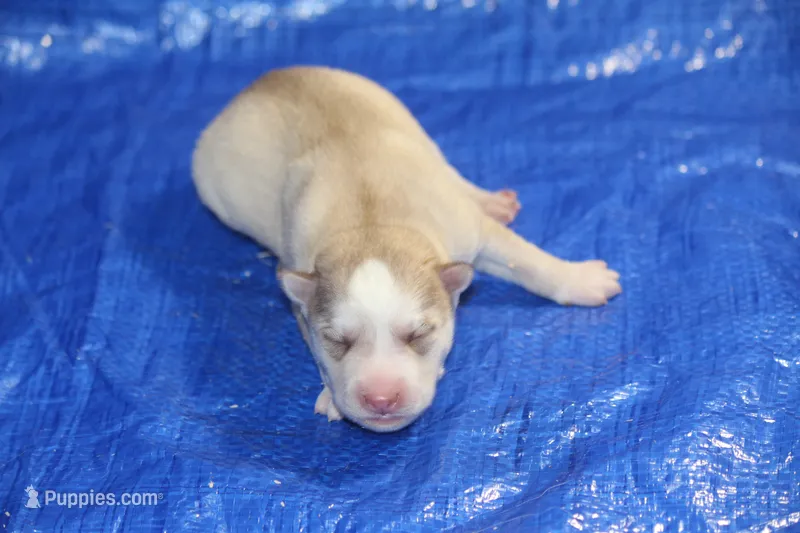 AKC AJ – Siberian Husky puppy for sale in Monticello, WI