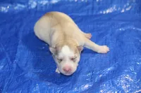 AKC AJ, a male Siberian Husky for sale in Monticello, WI – 1 of 7