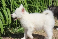 AKC VIRGO, a female Siberian Husky for sale in Monticello, WI – 2 of 10