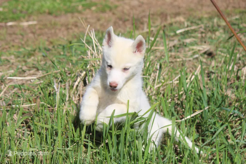 AKC RINA – Siberian Husky puppy for sale in Monticello, WI