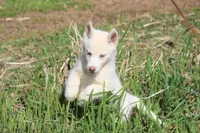 AKC RINA, a female Siberian Husky for sale in Monticello, WI – 6 of 10