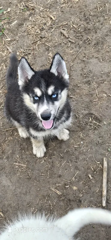 AKC KOKO – Siberian Husky puppy for sale in Monticello, WI