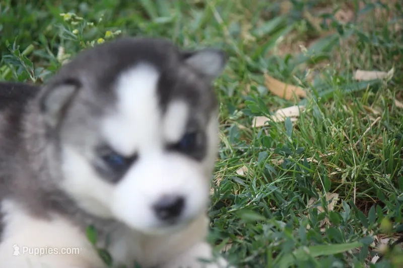 AKC SYLVESTER – Siberian Husky puppy for sale in Monticello, WI