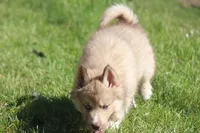 AKC VINO, a male Siberian Husky for sale in Monticello, WI – 5 of 8