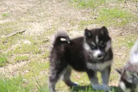 AKC KOKO, a female Siberian Husky for sale in Monticello, WI – Photo 2 of 8