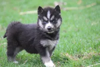 AKC KOKO, a female Siberian Husky for sale in Monticello, WI – Photo 6 of 8