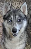 AKC KOKO, a female Siberian Husky for sale in Monticello, WI – Photo 4 of 5