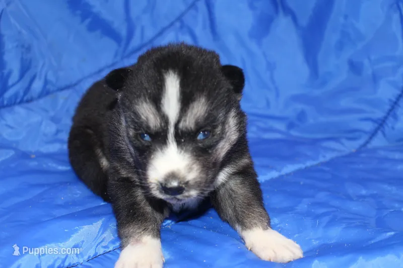 AKC KOKO – Siberian Husky puppy for sale in Monticello, WI
