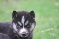 AKC KOKO, a female Siberian Husky for sale in Monticello, WI – Photo 5 of 8