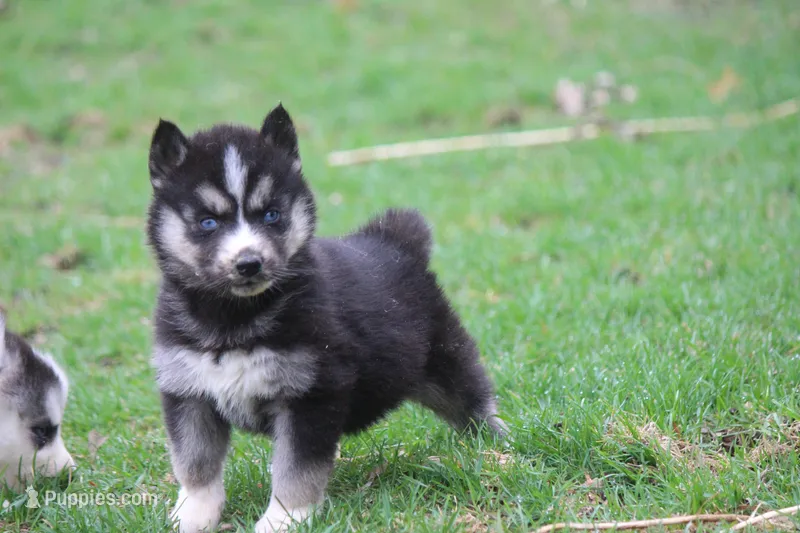 AKC KOKO – Siberian Husky puppy for sale in Monticello, WI