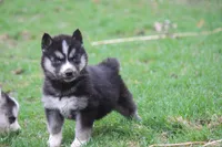 AKC KOKO, a female Siberian Husky for sale in Monticello, WI – Photo 1 of 8