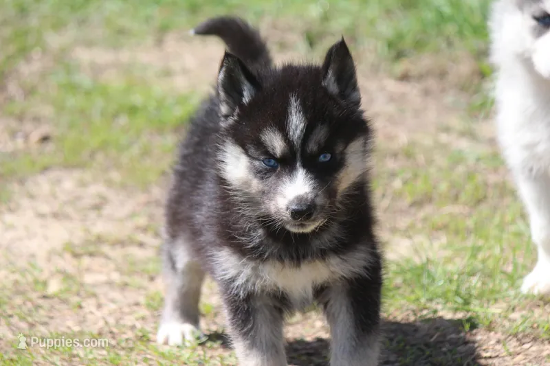 AKC KOKO – Siberian Husky puppy for sale in Monticello, WI