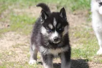 AKC KOKO, a female Siberian Husky for sale in Monticello, WI – Photo 4 of 8