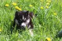 AKC KOKO, a female Siberian Husky for sale in Monticello, WI – Photo 3 of 8