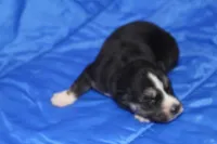 AKC KOKO, a female Siberian Husky for sale in Monticello, WI – Photo 2 of 5