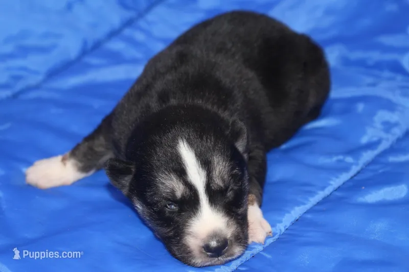 AKC KOKO – Siberian Husky puppy for sale in Monticello, WI