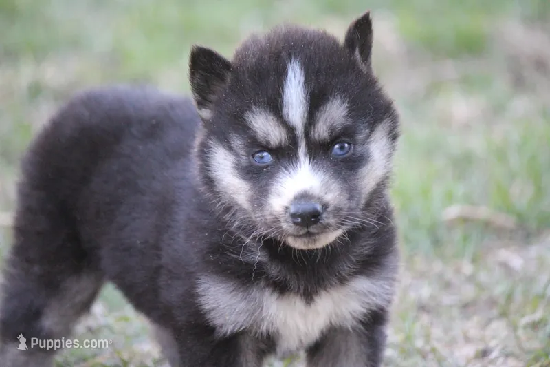 AKC KOKO – Siberian Husky puppy for sale in Monticello, WI