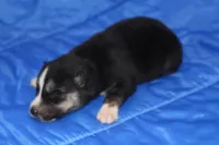 AKC KOKO, a female Siberian Husky for sale in Monticello, WI – Photo 3 of 5