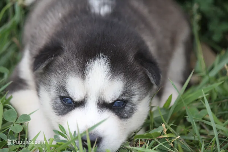 AKC SID – Siberian Husky puppy for sale in Monticello, WI