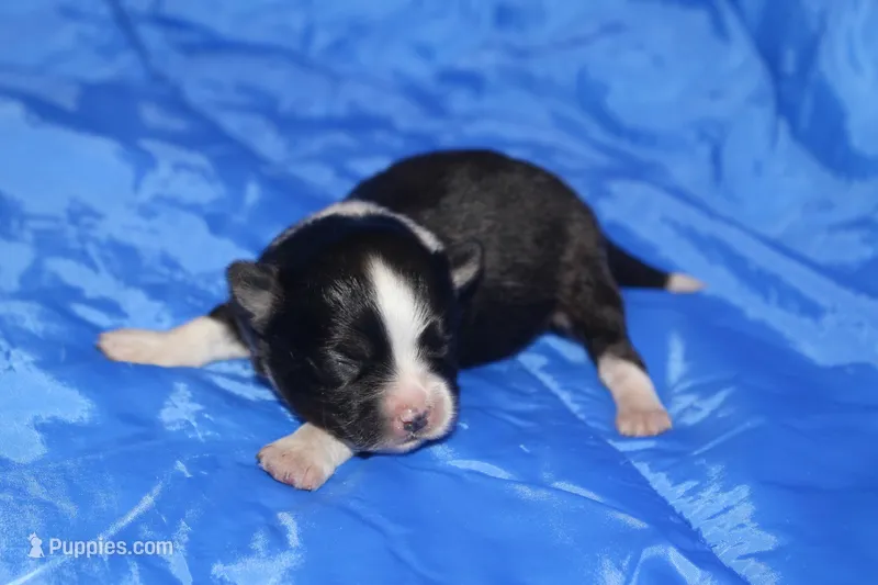 AKC RHETT – Papillon puppy for sale in Monticello, WI