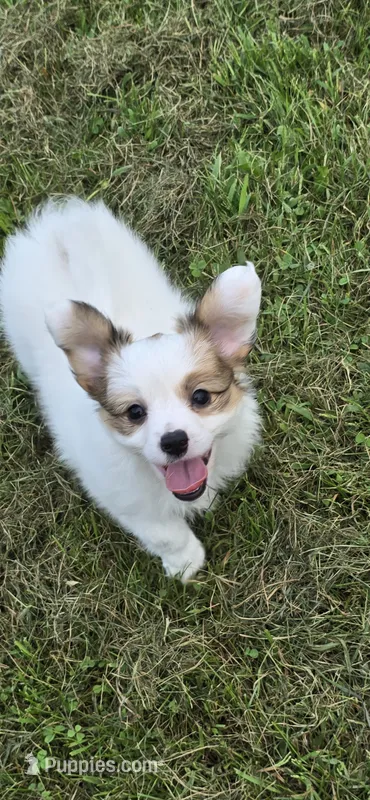 AKC NELLIE – Papillon puppy for sale in Monticello, WI