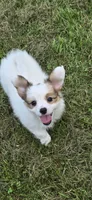 AKC NELLIE, a female Papillon for sale in Monticello, WI – 1 of 8