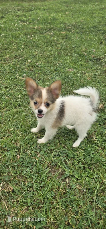 AKC ZEEK – Papillon puppy for sale in Monticello, WI
