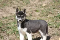 AKC VELDA, a female Siberian Husky for sale in Monticello, WI – 3 of 10